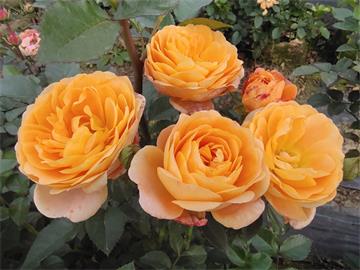 戴安娜玫瑰花的花语是什么？