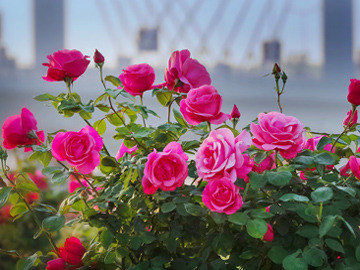 不同颜色玫瑰花的花语是什么？