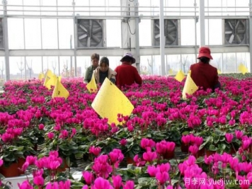 扬州高邮：每天发货30万株，花工厂绽放乡村振兴致富花