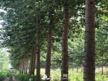 河南周口：培育出不飞絮的杨树新品种