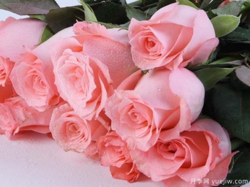 戴安娜玫瑰的花语是什么？有图片的更好？