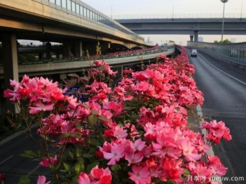30万株新品种，杭州高架月季会带来什么样的惊喜？