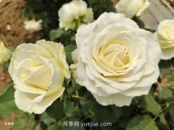 十一朵白玫瑰的花语和寓意