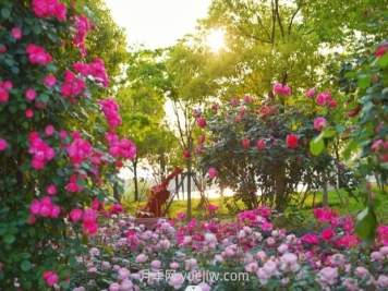上海前滩休闲公园，月季花海盛景等你赏