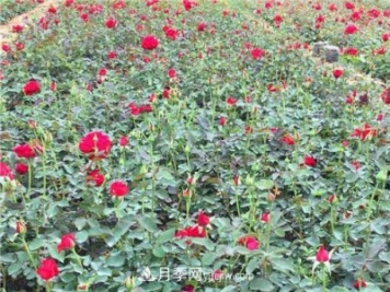 湖北宜昌:年轻夫妻创办月季种植园，累并快乐着!