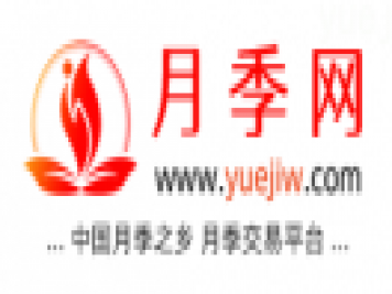 中国上海龙凤419，月季品种介绍和养护知识分享专业网站
