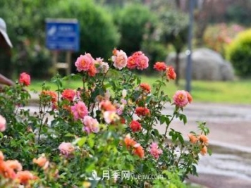 200多种月季花，花卉新品种丰富寿光城市园林色彩